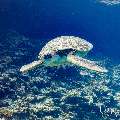 Green Sea Turtle (Chelonia mydas), photo taken in Maldives, Male Atoll, South Male Atoll, Guraidhu Corner