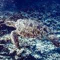 Green Sea Turtle (Chelonia mydas), photo taken in Maldives, Male Atoll, South Male Atoll, Guraidhu Corner