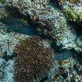 Giant Moray (Gymnothorax javanicus), photo taken in Maldives, Male Atoll, South Male Atoll, Gulhi Corner