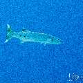 Great Barracuda (Sphyraena barracuda), photo taken in Maldives, Male Atoll, South Male Atoll, Gulhi Corner