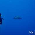 Napoleon Wrasse (Cheilinus undulatus), photo taken in Maldives, Male Atoll, South Male Atoll, Gulhi Corner