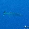 Great Barracuda (Sphyraena barracuda), photo taken in Maldives, Male Atoll, South Male Atoll, Gulhi Corner