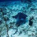 Mangrove Whipray (Urogymnus granulatus), photo taken in Maldives, Male Atoll, South Male Atoll, Gulhi Corner