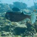 Yellow Boxfish (Ostracion cubicus), photo taken in Maldives, Male Atoll, South Male Atoll, Miaru Faru