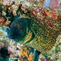 , photo taken in Maldives, Male Atoll, South Male Atoll, Miaru Faru