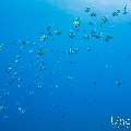 Schooling Bannerfish (Heniochus diphreutes), photo taken in Maldives, Male Atoll, South Male Atoll, Miaru Faru