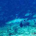 , photo taken in Maldives, Male Atoll, South Male Atoll, Miaru Faru