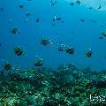Schooling Bannerfish (Heniochus diphreutes), photo taken in Maldives, Male Atoll, South Male Atoll, Miaru Faru