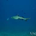 White Tip Reefshark (Triaenodon obesus), photo taken in Maldives, Male Atoll, South Male Atoll, Miaru Faru