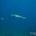 White Tip Reefshark (Triaenodon obesus), photo taken in Maldives, Male Atoll, South Male Atoll, Miaru Faru