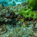 , photo taken in Maldives, Male Atoll, South Male Atoll, Miaru Faru