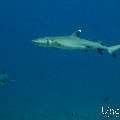 White Tip Reefshark (Triaenodon obesus), photo taken in Maldives, Male Atoll, South Male Atoll, Miaru Faru