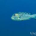 Midnight Snapper (Macolor macularis), photo taken in Maldives, Male Atoll, South Male Atoll, Miaru Faru