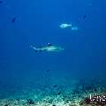 White Tip Reefshark (Triaenodon obesus), photo taken in Maldives, Male Atoll, South Male Atoll, Miaru Faru