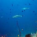 White Tip Reefshark (Triaenodon obesus), photo taken in Maldives, Male Atoll, South Male Atoll, Miaru Faru