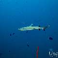 White Tip Reefshark (Triaenodon obesus), photo taken in Maldives, Male Atoll, South Male Atoll, Miaru Faru
