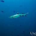 White Tip Reefshark (Triaenodon obesus), photo taken in Maldives, Male Atoll, South Male Atoll, Miaru Faru
