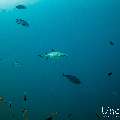 White Tip Reefshark (Triaenodon obesus), photo taken in Maldives, Male Atoll, South Male Atoll, Miaru Faru