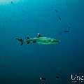 White Tip Reefshark (Triaenodon obesus), photo taken in Maldives, Male Atoll, South Male Atoll, Miaru Faru