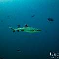 White Tip Reefshark (Triaenodon obesus), photo taken in Maldives, Male Atoll, South Male Atoll, Miaru Faru