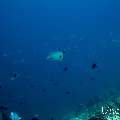 White Tip Reefshark (Triaenodon obesus), photo taken in Maldives, Male Atoll, South Male Atoll, Miaru Faru
