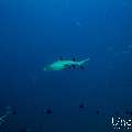 White Tip Reefshark (Triaenodon obesus), photo taken in Maldives, Male Atoll, South Male Atoll, Miaru Faru