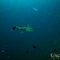 White Tip Reefshark (Triaenodon obesus), photo taken in Maldives, Male Atoll, South Male Atoll, Miaru Faru