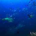 , photo taken in Maldives, Male Atoll, South Male Atoll, Miaru Faru