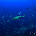 , photo taken in Maldives, Male Atoll, South Male Atoll, Miaru Faru