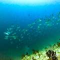 , photo taken in Maldives, Male Atoll, South Male Atoll, Miaru Faru