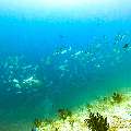 , photo taken in Maldives, Male Atoll, South Male Atoll, Miaru Faru