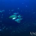 , photo taken in Maldives, Male Atoll, South Male Atoll, Miaru Faru