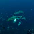 , photo taken in Maldives, Male Atoll, South Male Atoll, Miaru Faru