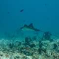 Ocellated bohadschia (Bodachia ocellata), photo taken in Maldives, Male Atoll, South Male Atoll, Miaru Faru