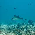 Ocellated eagle ray (Aetobatus ocellatus), photo taken in Maldives, Male Atoll, South Male Atoll, Miaru Faru