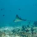 Ocellated eagle ray (Aetobatus ocellatus), photo taken in Maldives, Male Atoll, South Male Atoll, Miaru Faru