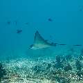 Ocellated eagle ray (Aetobatus ocellatus), photo taken in Maldives, Male Atoll, South Male Atoll, Miaru Faru