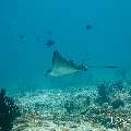 Ocellated eagle ray (Aetobatus ocellatus), photo taken in Maldives, Male Atoll, South Male Atoll, Miaru Faru
