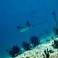 Ocellated eagle ray (Aetobatus ocellatus), photo taken in Maldives, Male Atoll, South Male Atoll, Miaru Faru
