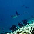 Ocellated eagle ray (Aetobatus ocellatus), photo taken in Maldives, Male Atoll, South Male Atoll, Miaru Faru