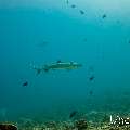 White Tip Reefshark (Triaenodon obesus), photo taken in Maldives, Male Atoll, South Male Atoll, Miaru Faru