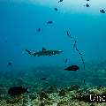 White Tip Reefshark (Triaenodon obesus), photo taken in Maldives, Male Atoll, South Male Atoll, Miaru Faru