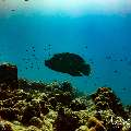 , photo taken in Maldives, Male Atoll, South Male Atoll, Miaru Faru