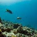 White Tip Reefshark (Triaenodon obesus), photo taken in Maldives, Male Atoll, South Male Atoll, Miaru Faru