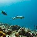 White Tip Reefshark (Triaenodon obesus), photo taken in Maldives, Male Atoll, South Male Atoll, Miaru Faru