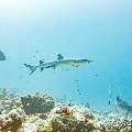 White Tip Reefshark (Triaenodon obesus), photo taken in Maldives, Male Atoll, South Male Atoll, Miaru Faru