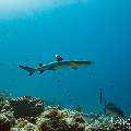 White Tip Reefshark (Triaenodon obesus), photo taken in Maldives, Male Atoll, South Male Atoll, Miaru Faru