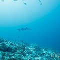 White Tip Reefshark (Triaenodon obesus), photo taken in Maldives, Male Atoll, South Male Atoll, Miaru Faru
