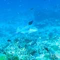 , photo taken in Maldives, Male Atoll, South Male Atoll, Miaru Faru