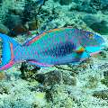 , photo taken in Maldives, Male Atoll, South Male Atoll, Miaru Faru